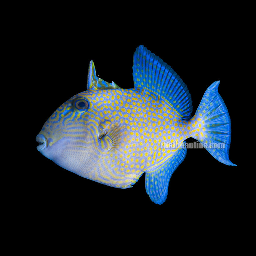 Blueline Trigger (Psuedobalistes Fuscus)