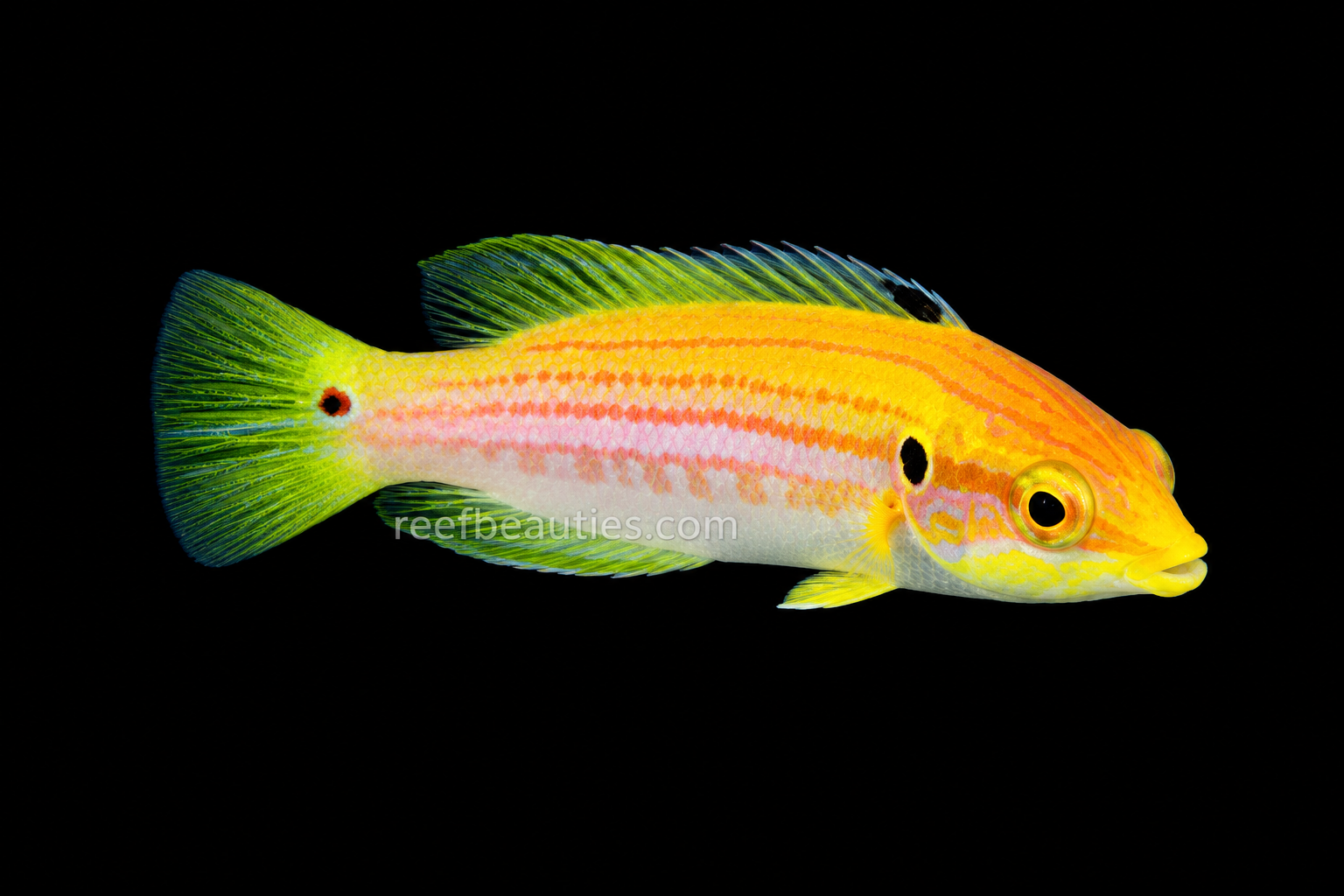 Two Spot Hogfish (Bodianus Bimaculatus)