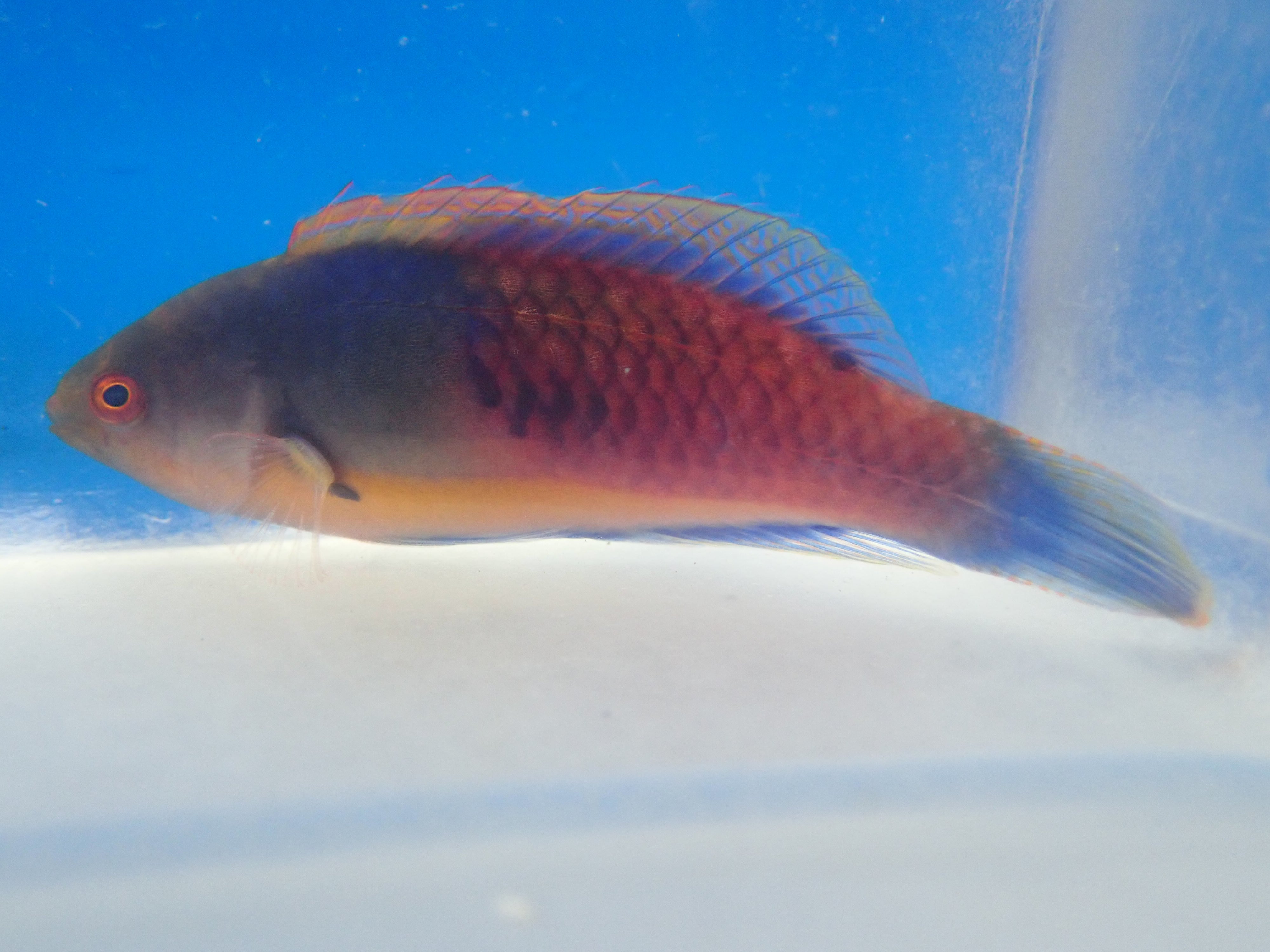 Blue Sided Fairy Wrasse (Cirrhilabrus Cyanopleura)