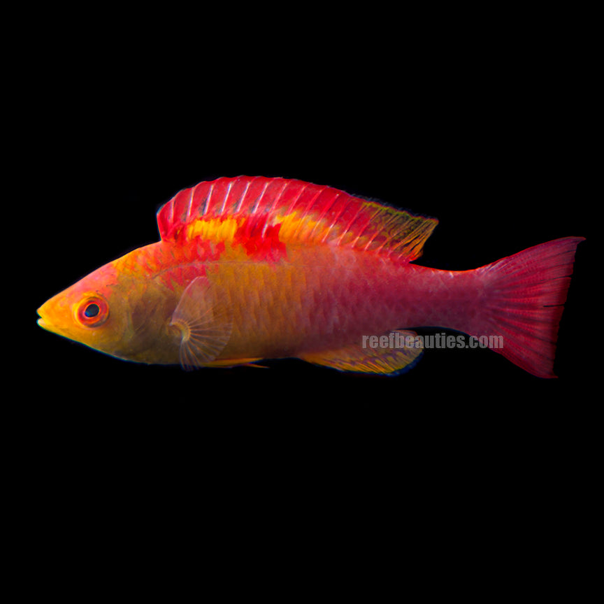 Debelius Fairy Wrasse (Cirrhilabrus Adornatus)