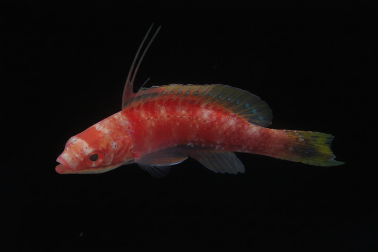 Long-Fin Fairy Wrasse (Cirrhilabrus Rubriventralis)