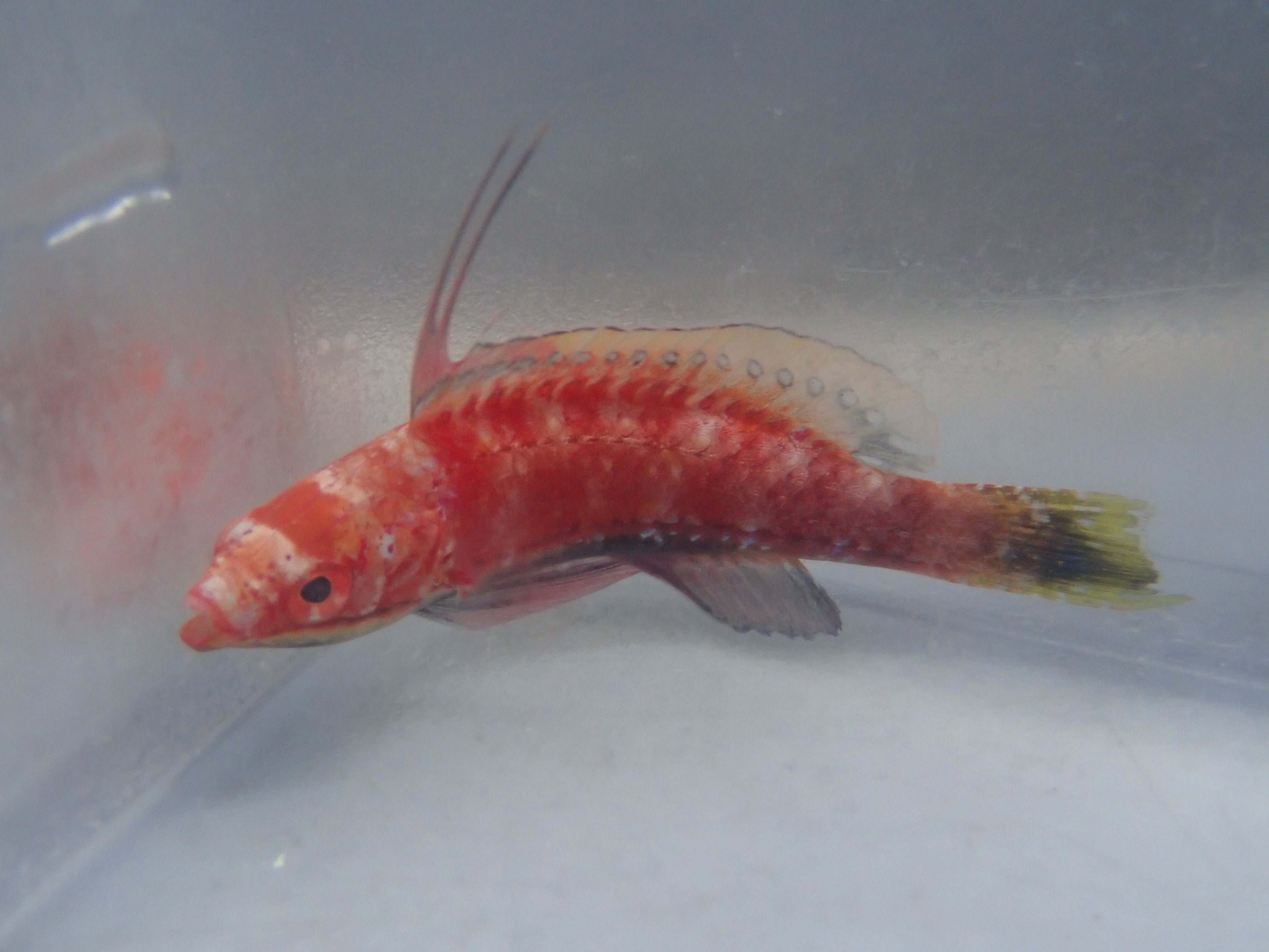 Long-Fin Fairy Wrasse (Cirrhilabrus Rubriventralis)