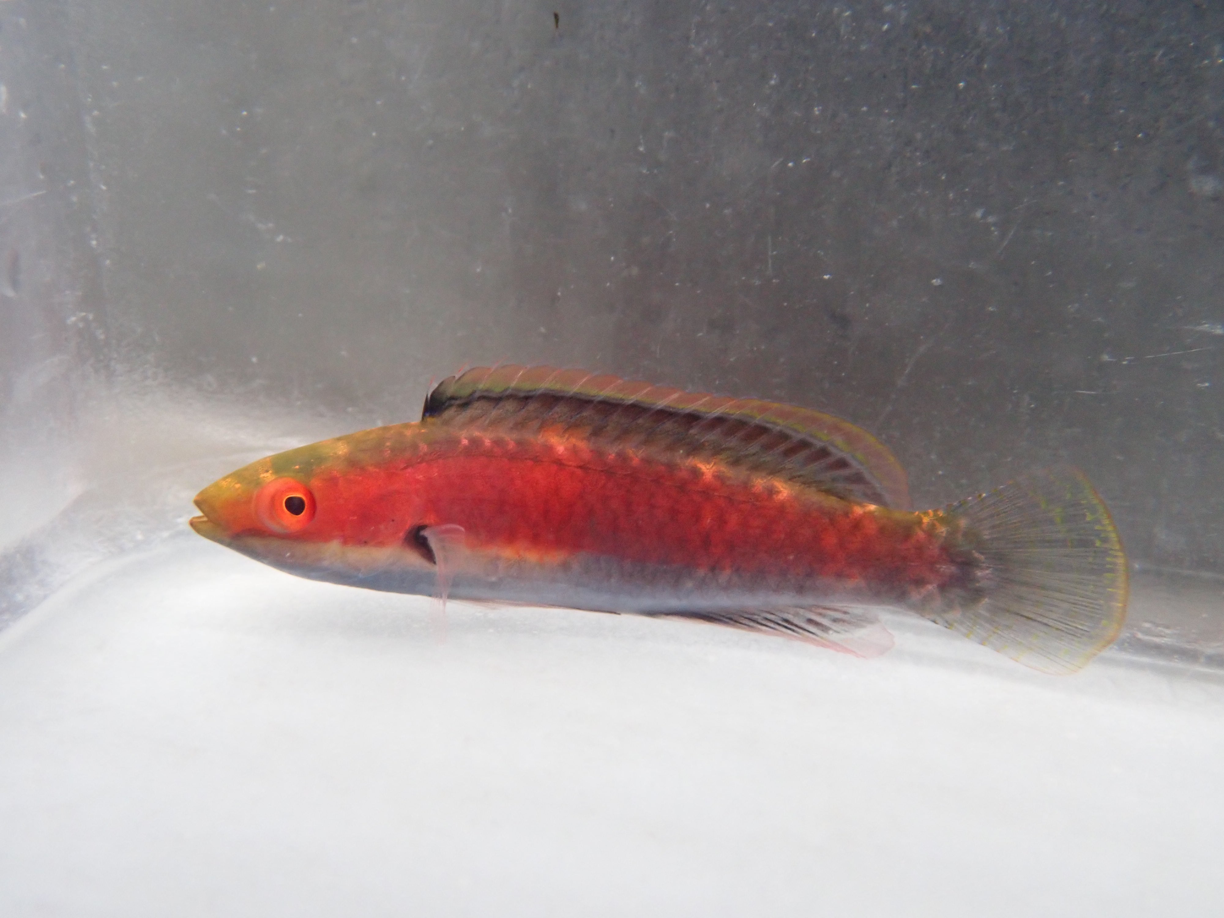Katherine Fairy Wrasse (Cirrhilabrus Katherine)