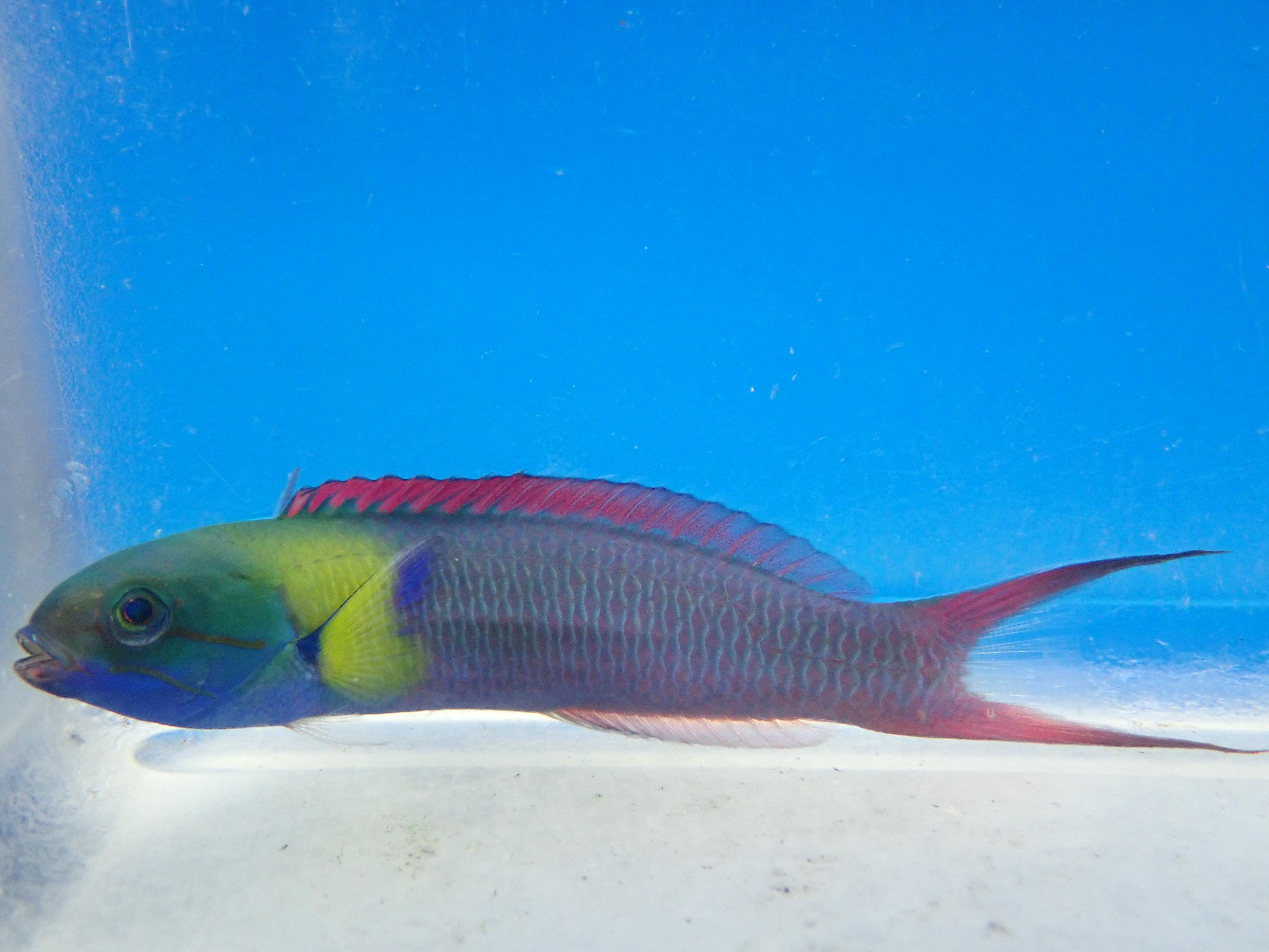 alt="paddlefin wrasse"