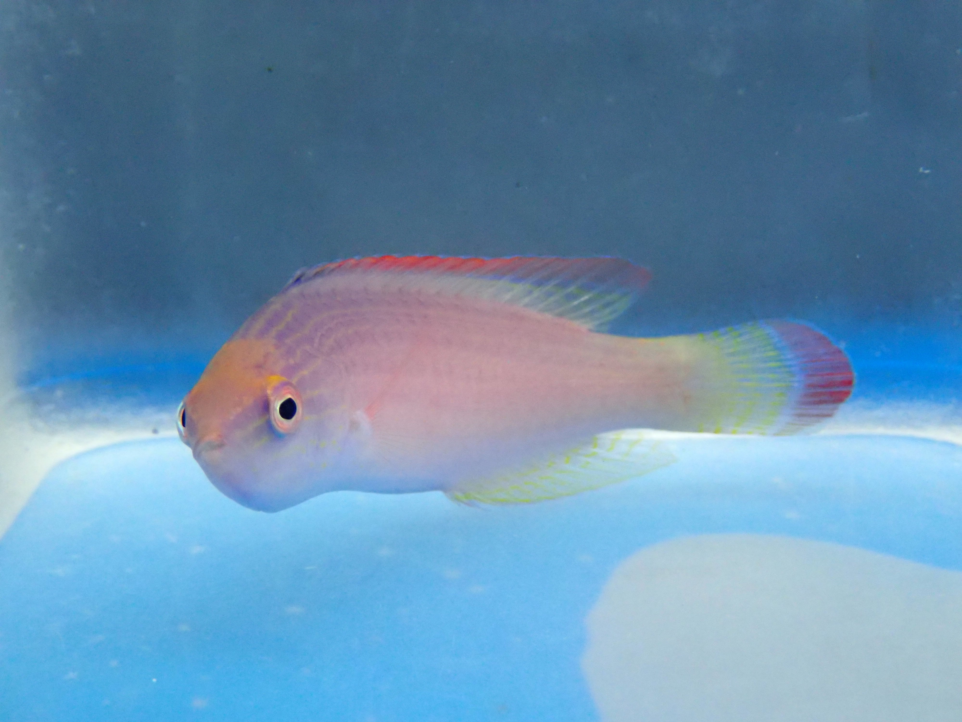 Red Margin Fairy Wrasse (Chirrhilabrus Rubrimarginatus)