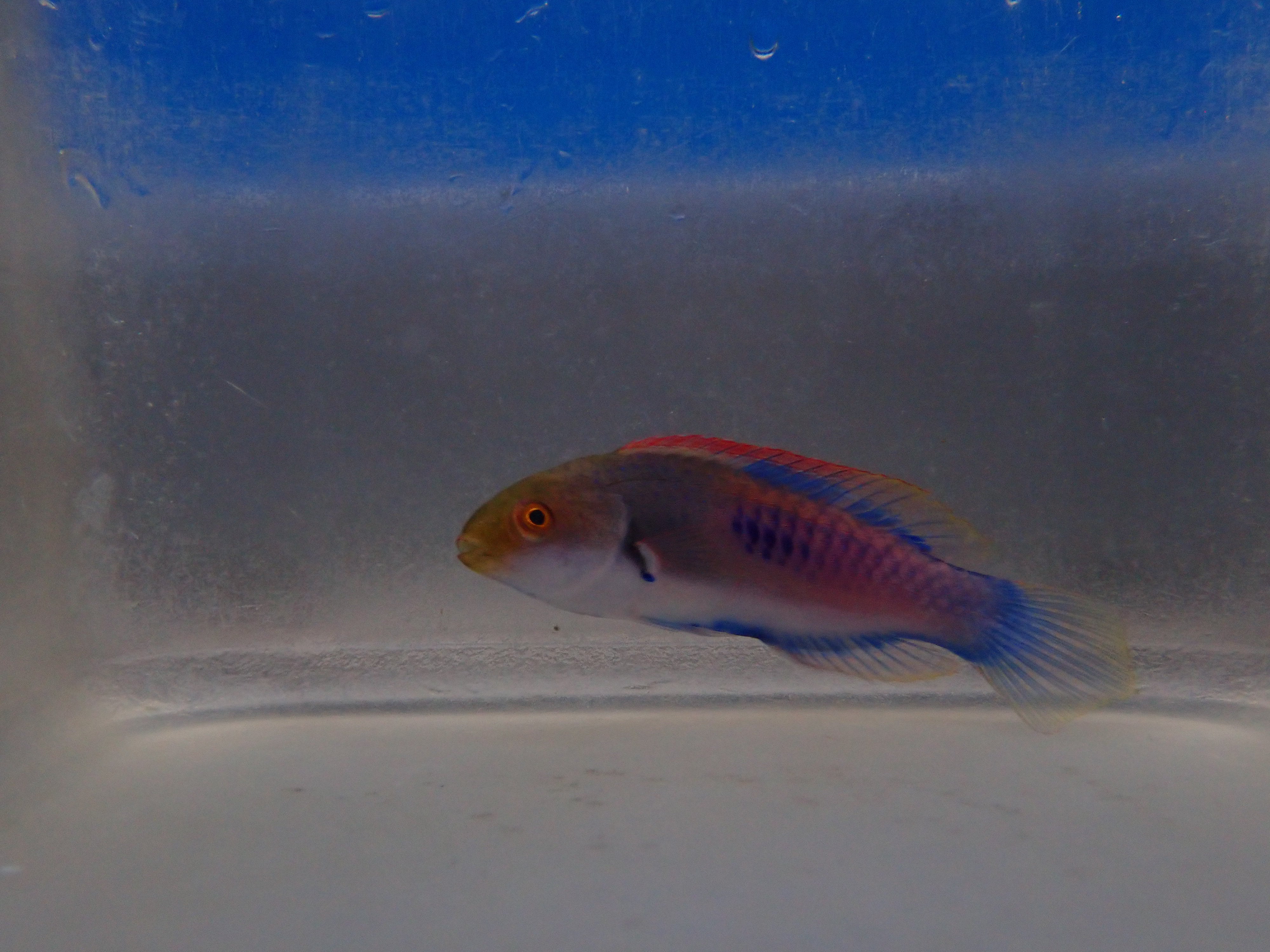 Red and Blue Wrasse (Cirrhilabrus Cyanopleura)