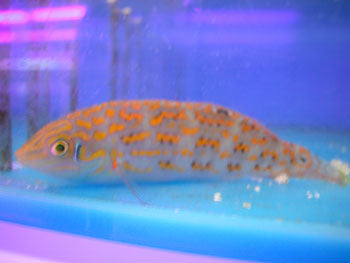 Timor Wrasse (Halichoeres Timorensis)