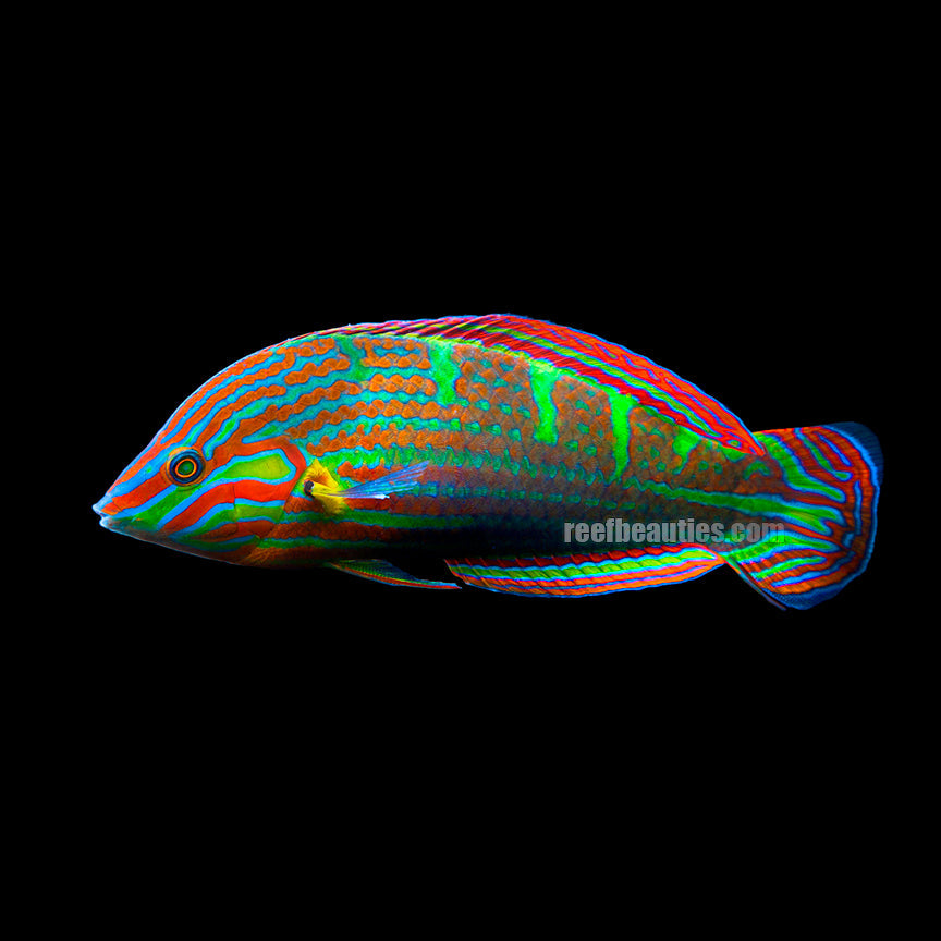 Wardley Wrasse Male EXPERT (Halichoeres Melanurus)