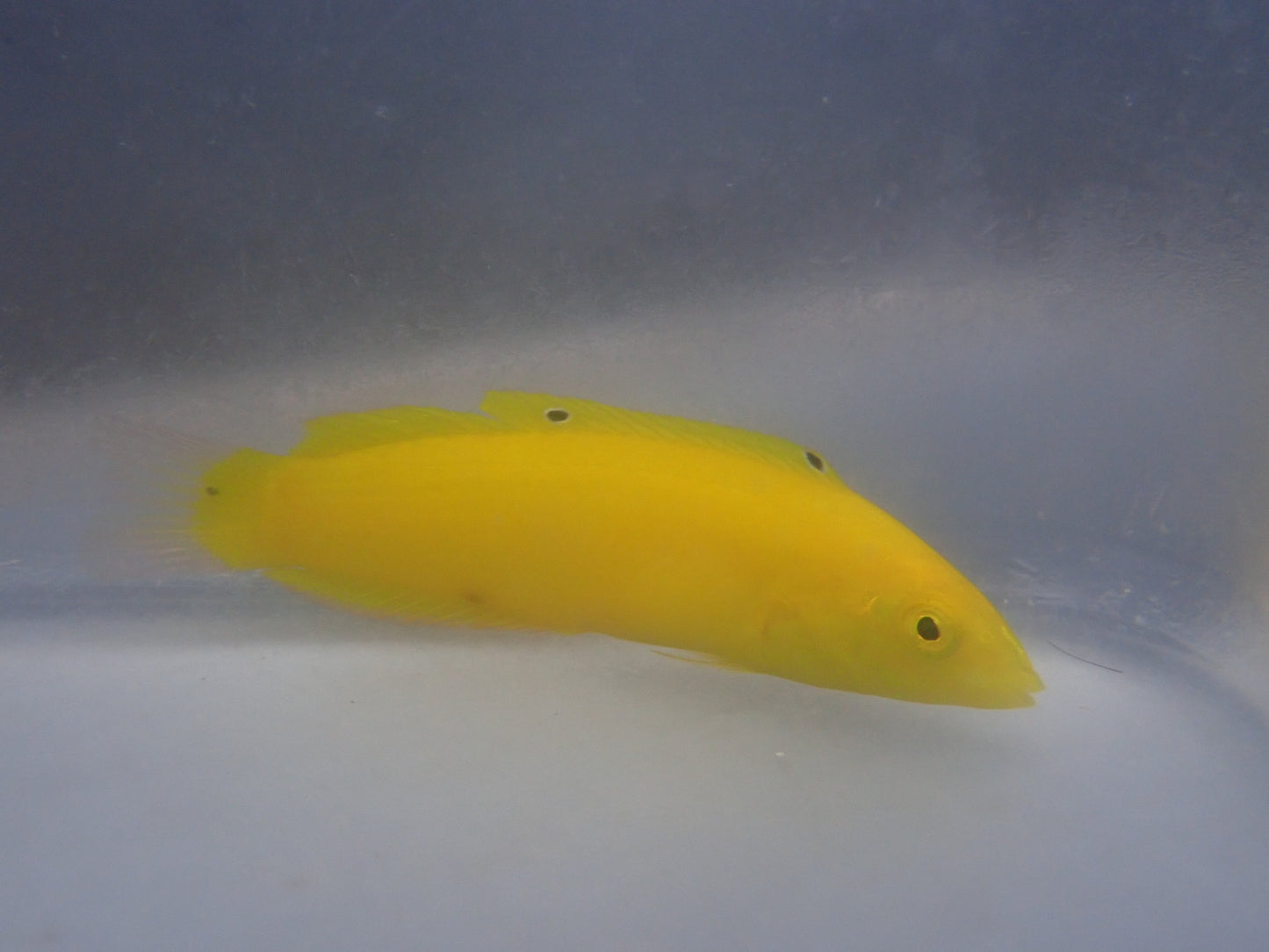 alt="yellow coris wrasse"