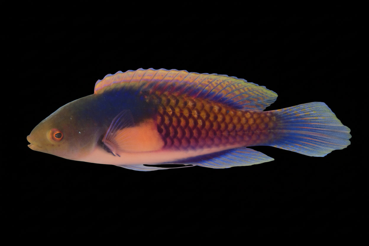 Yellow Flanked Fairy Wrasse (Cirrhilabrus Ryukyuensis)