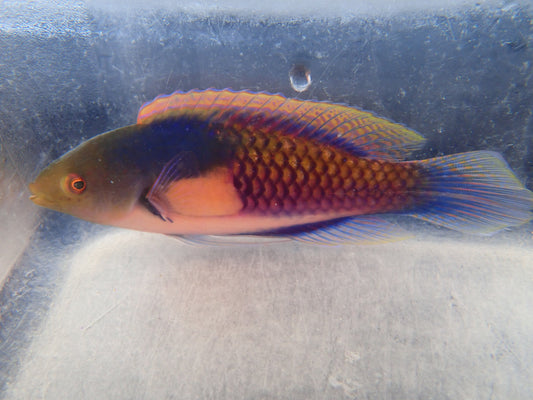 Yellow Flanked Fairy Wrasse (Cirrhilabrus Ryukyuensis)