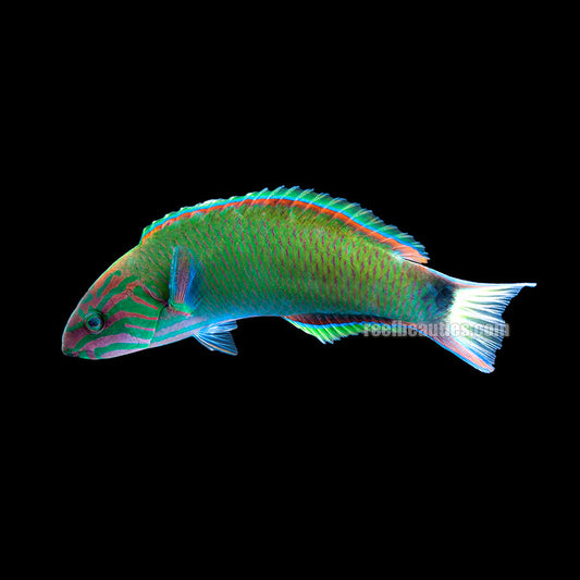 Lyretail (Lunare) Wrasse (Thalassoma Lunare)