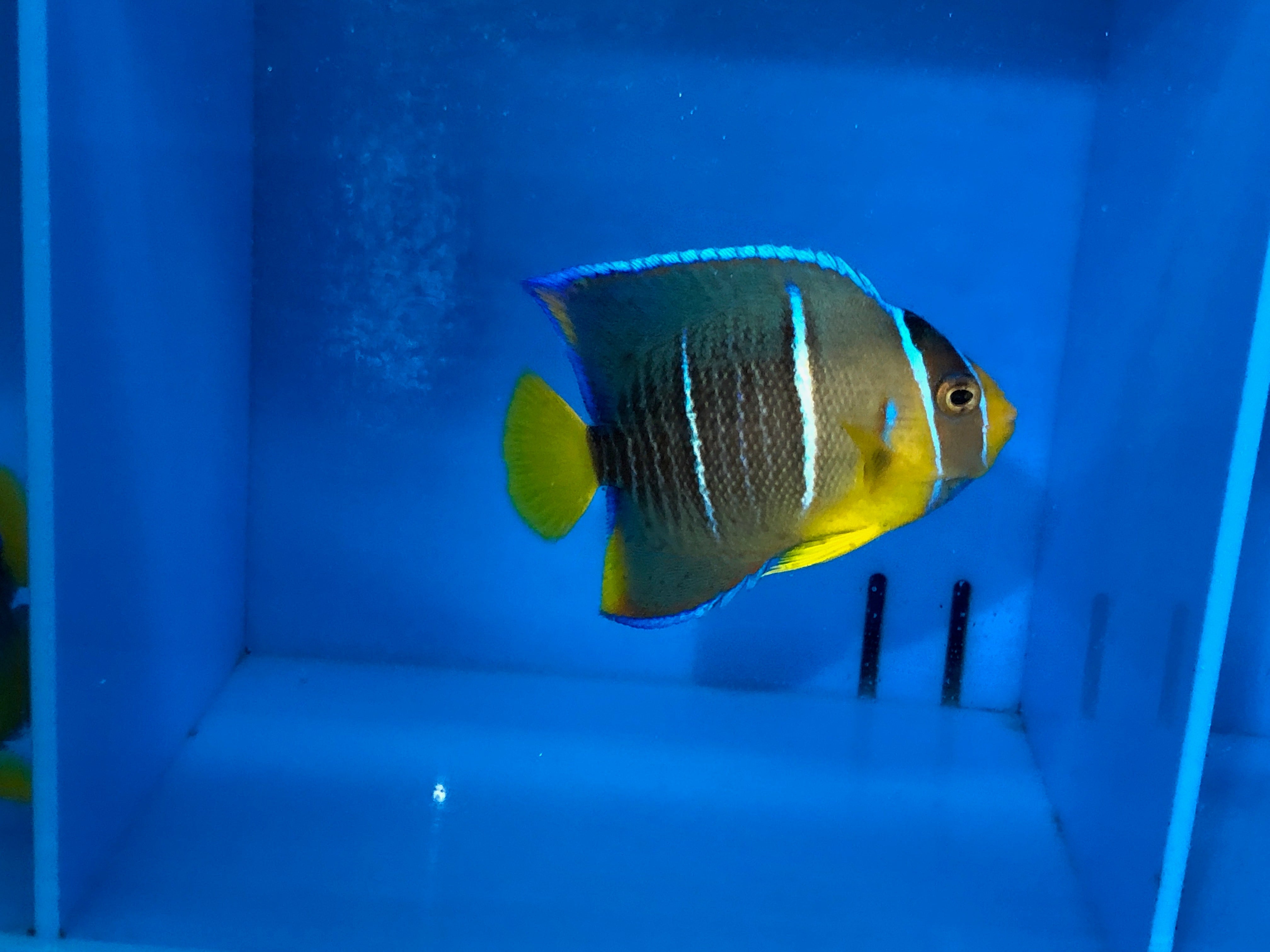 alt="Blue Angelfish"