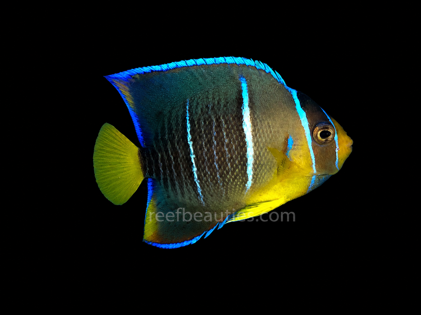 Blue Angel EXPERT (Holachanthus Isabelita)