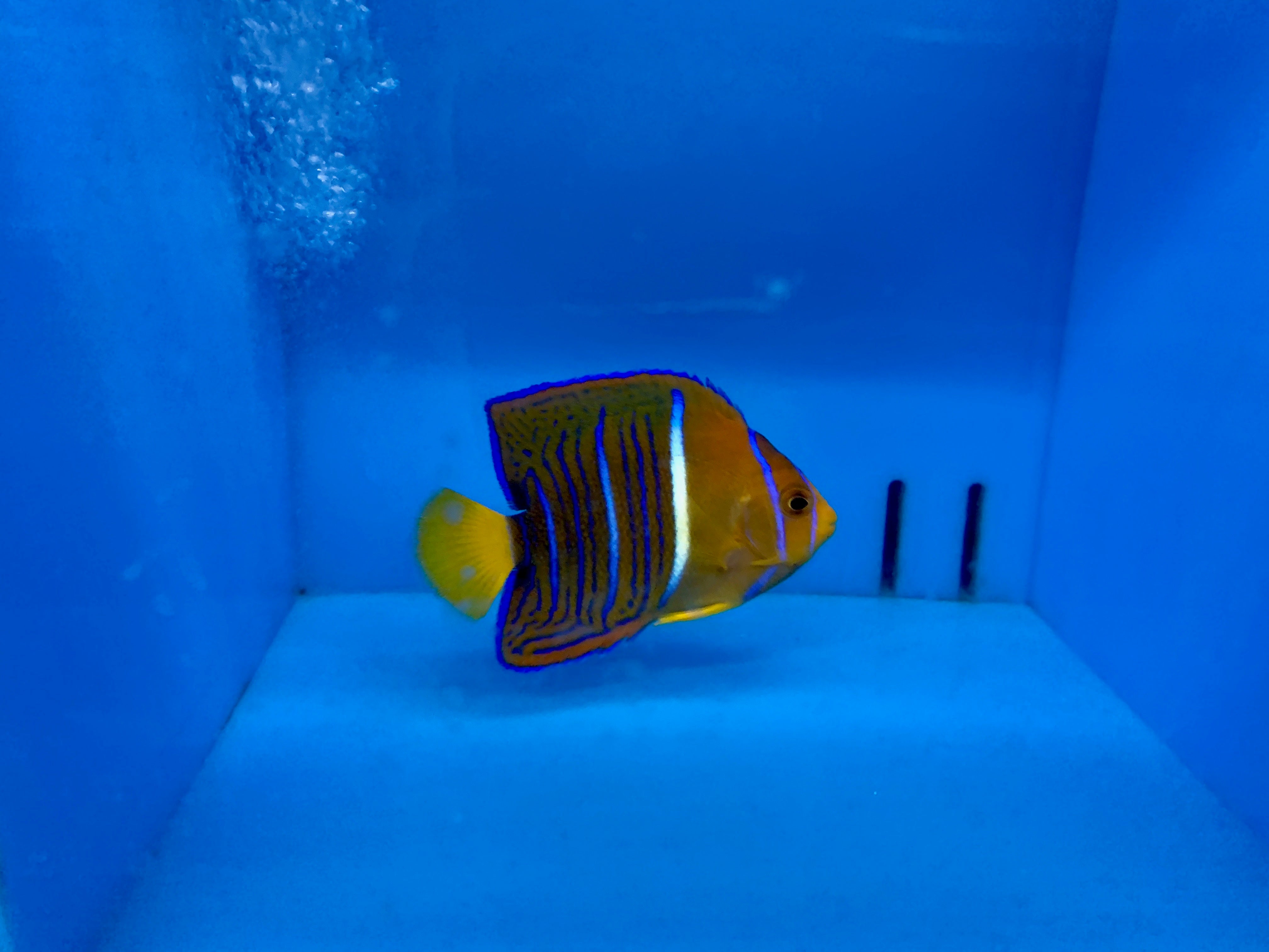 alt="Passer Angelfish"