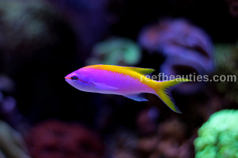 Evansi Anthias EXPERT (Pseudanthias Evansi)