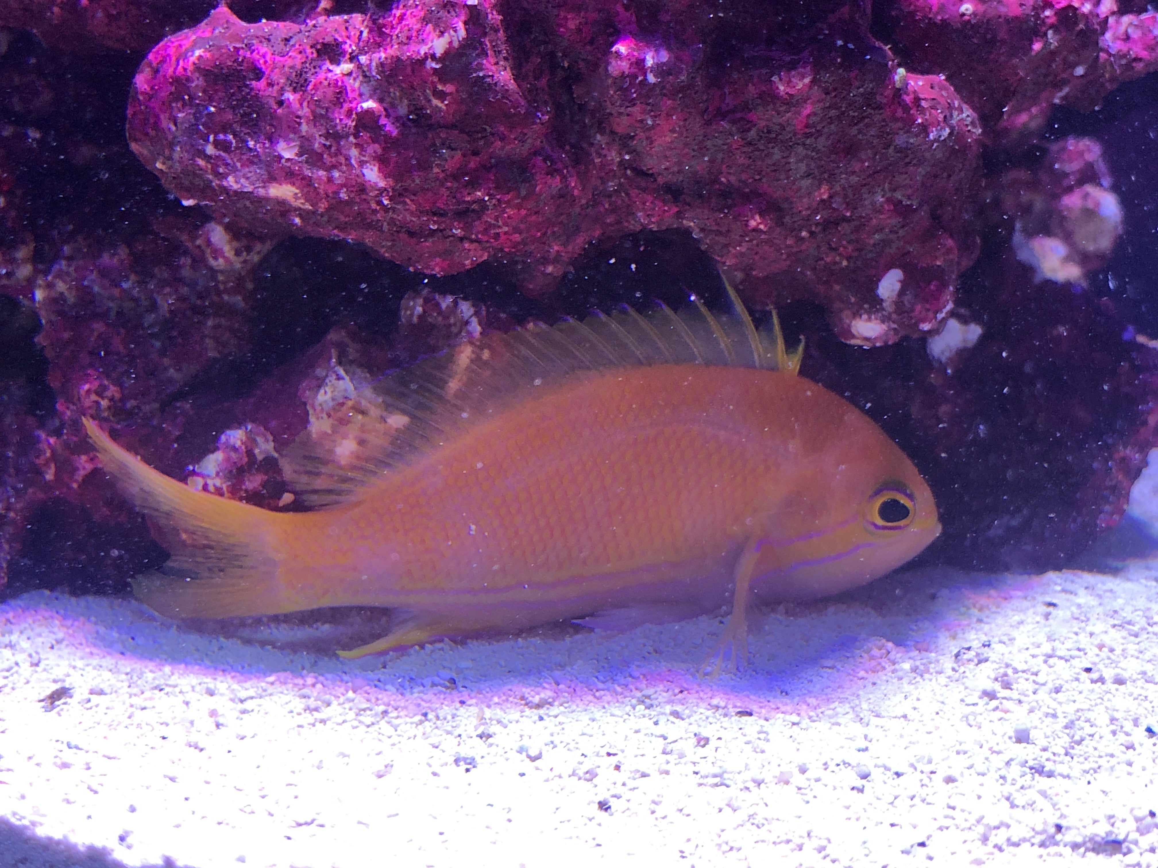 Squareback Anthias Female (Pseudanthias Squamipinnis)