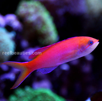 Anthias Randall Male (Pseudanthias Randalli)