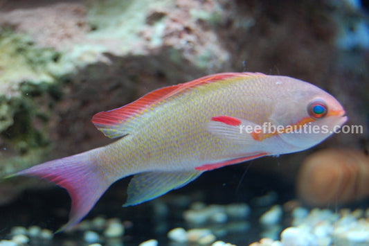 Lyretail Anthias Male (Pseudanthias Squampinnis)