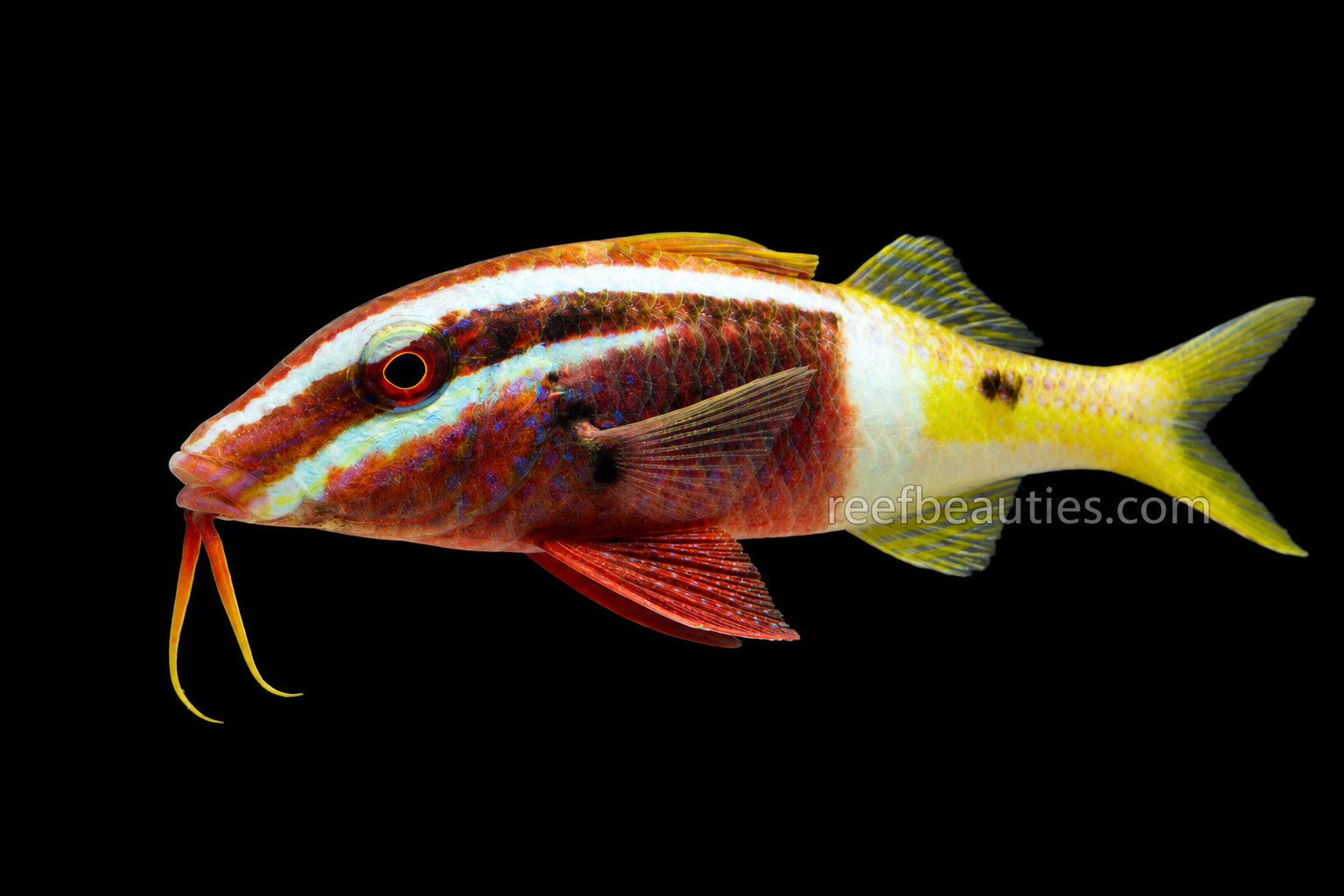 Goatfish Bicolor (Parupeneus Barberinoides)