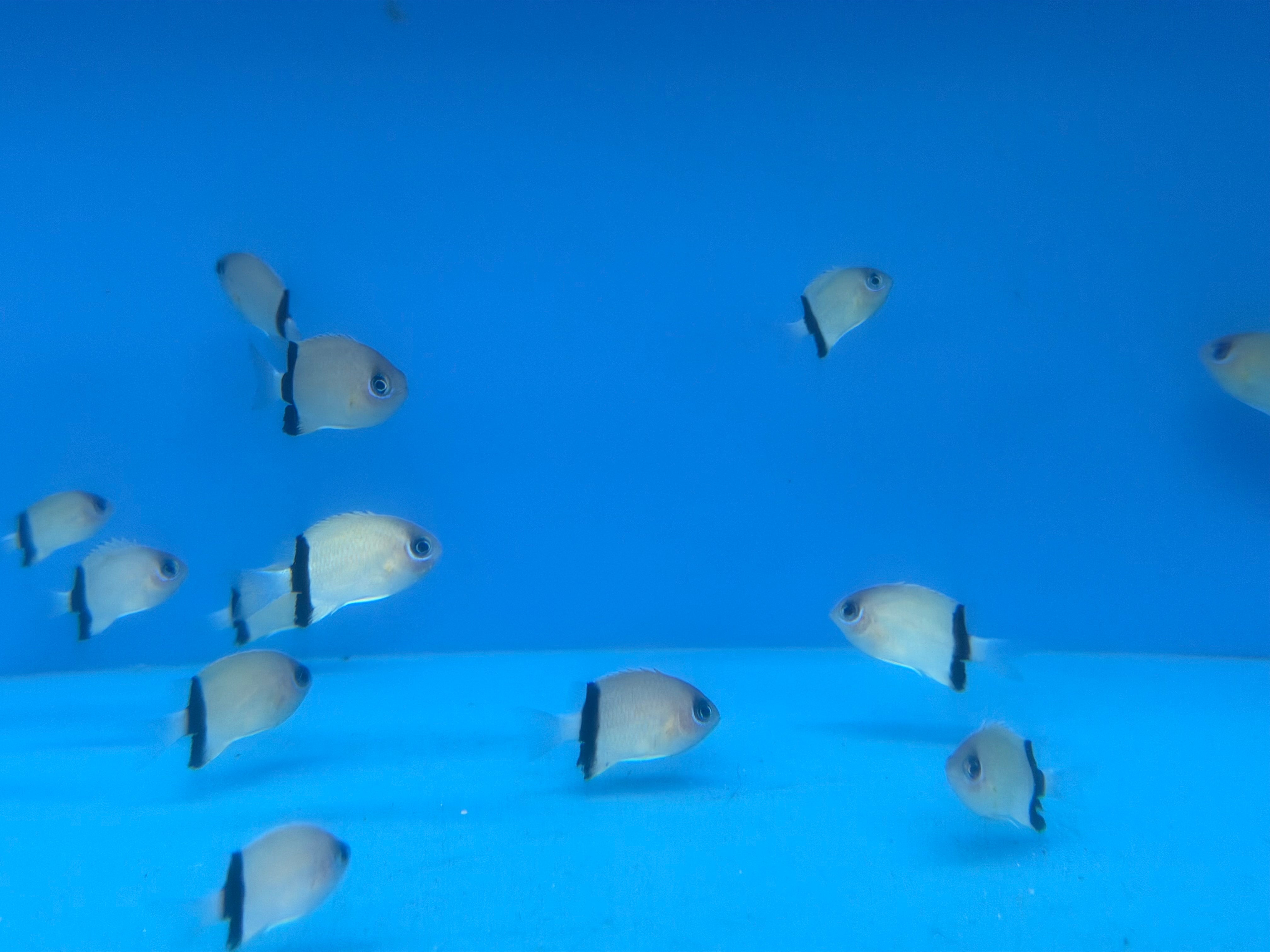 Black Bar Chromis (Chromis retrofasciata)