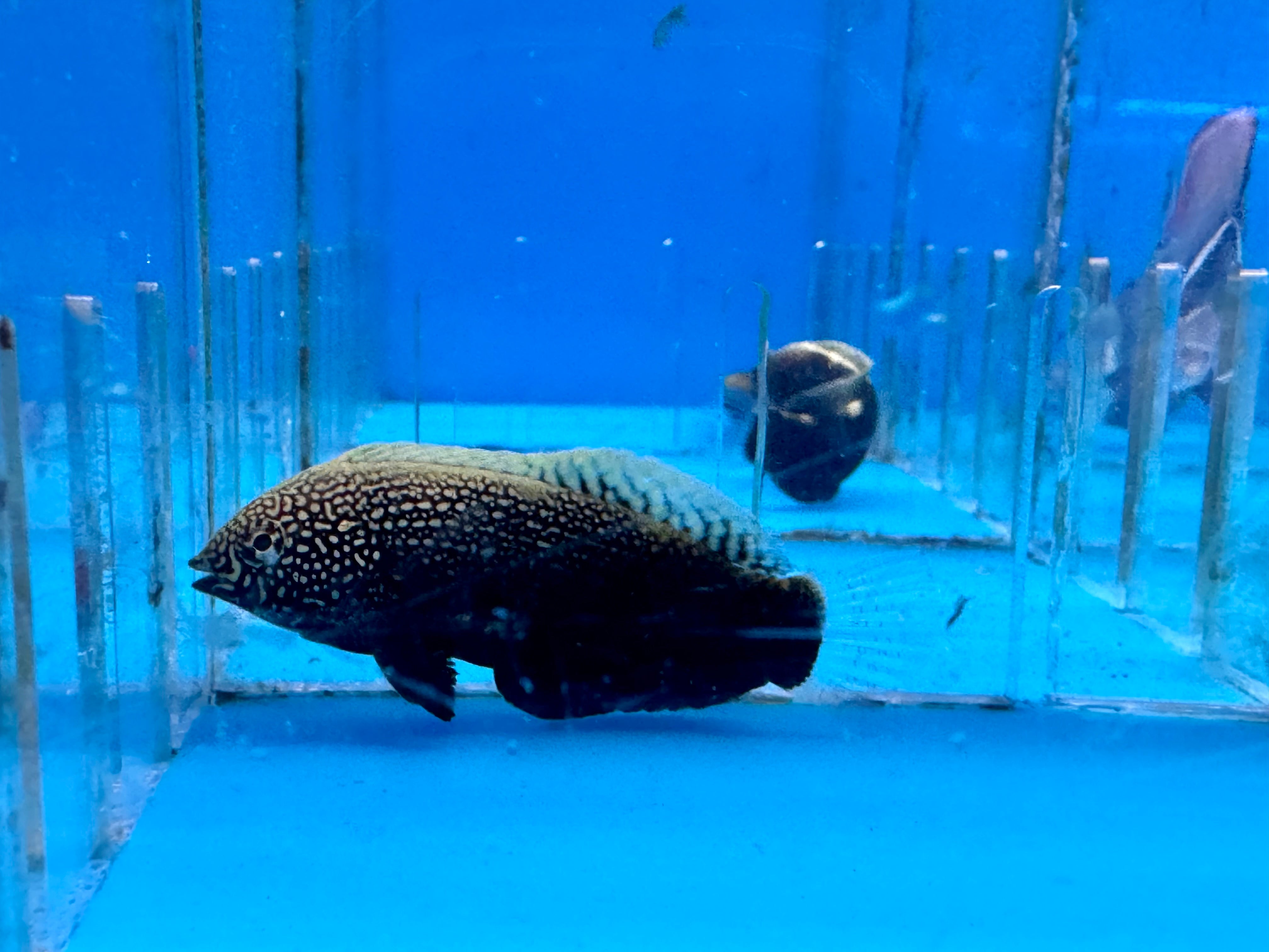 Black Leopard Wrasse EXPERT (Macropharyngodon Negrosen)