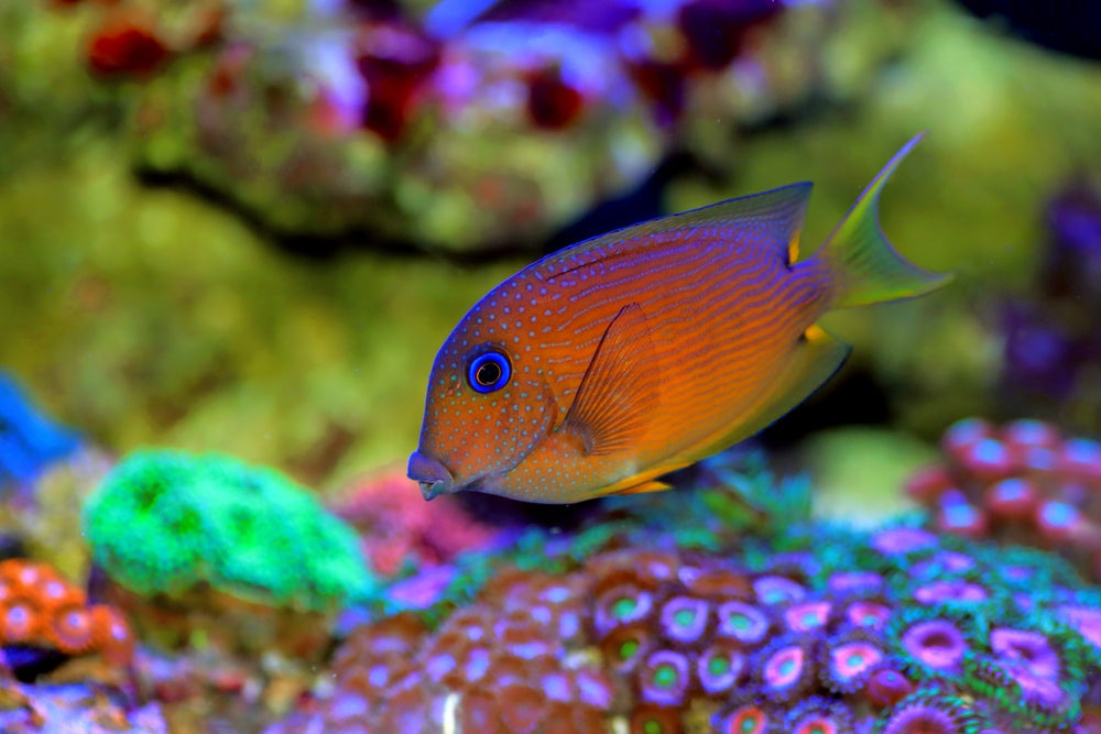 alt="blue eye tang"