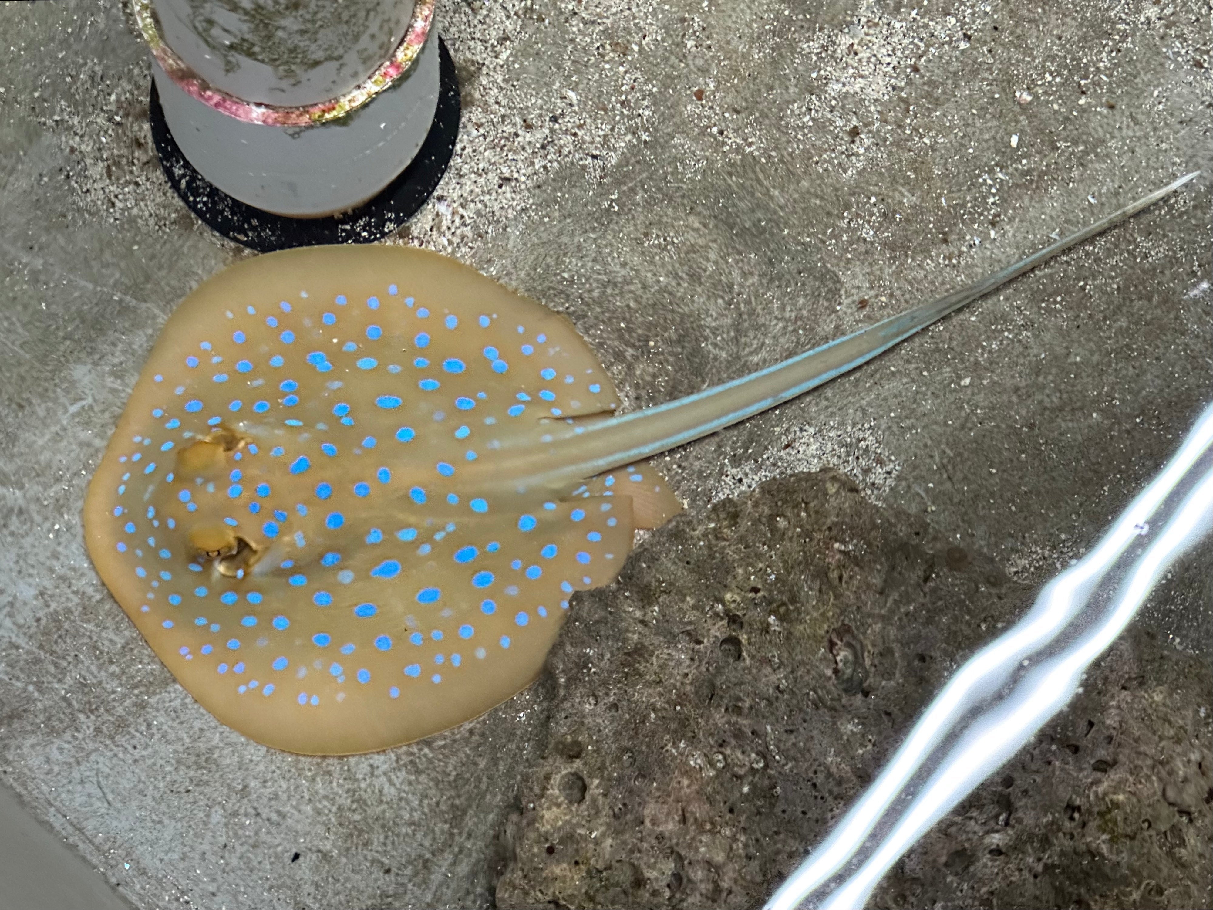 Blue Spotted Stingray EXPERT (Taeniura Lymma)