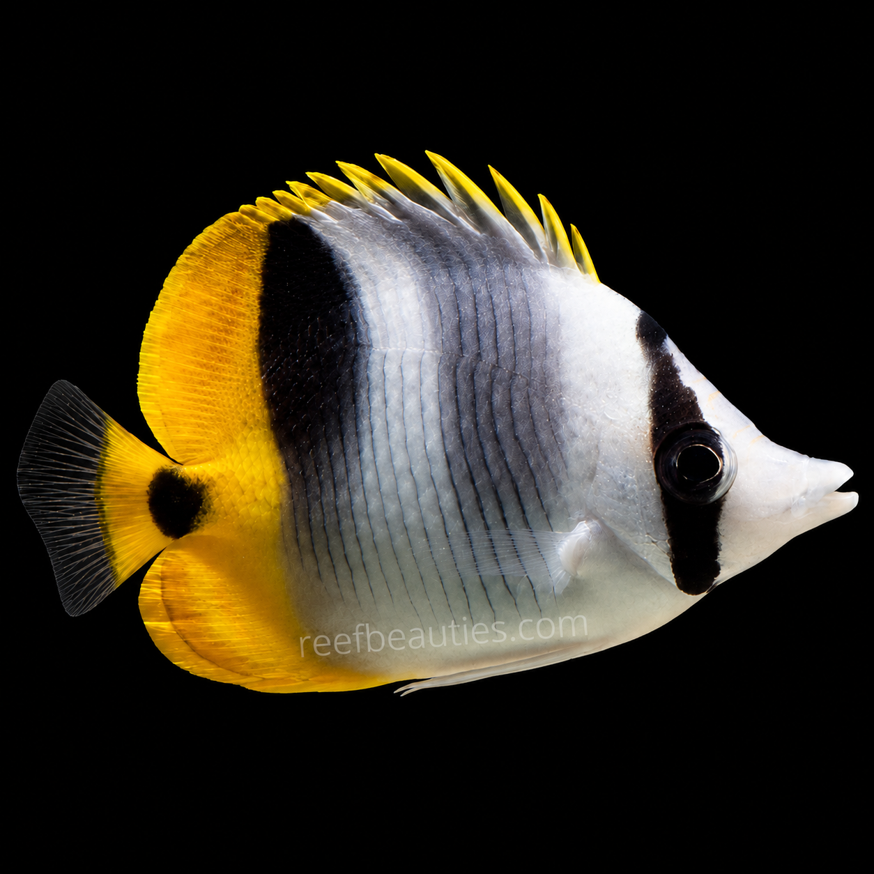 Double Saddle Butterfly (Chaetodon Ulietensis)