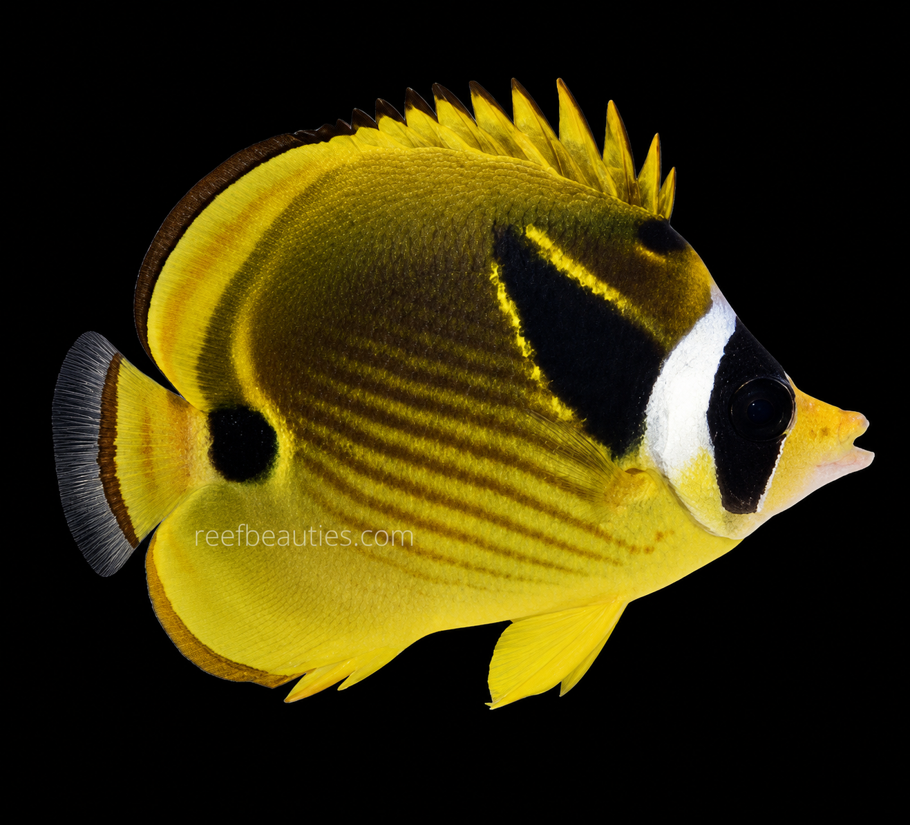 Raccoon Butterfly (Chaetodon Lunula)