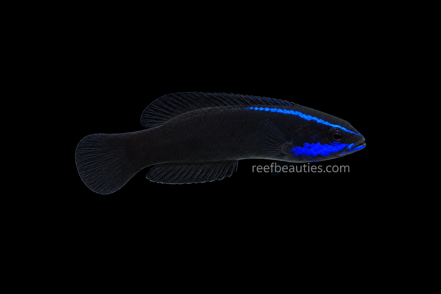 C/B Springeri Pseudochromis (Pseudochromis Springeri)