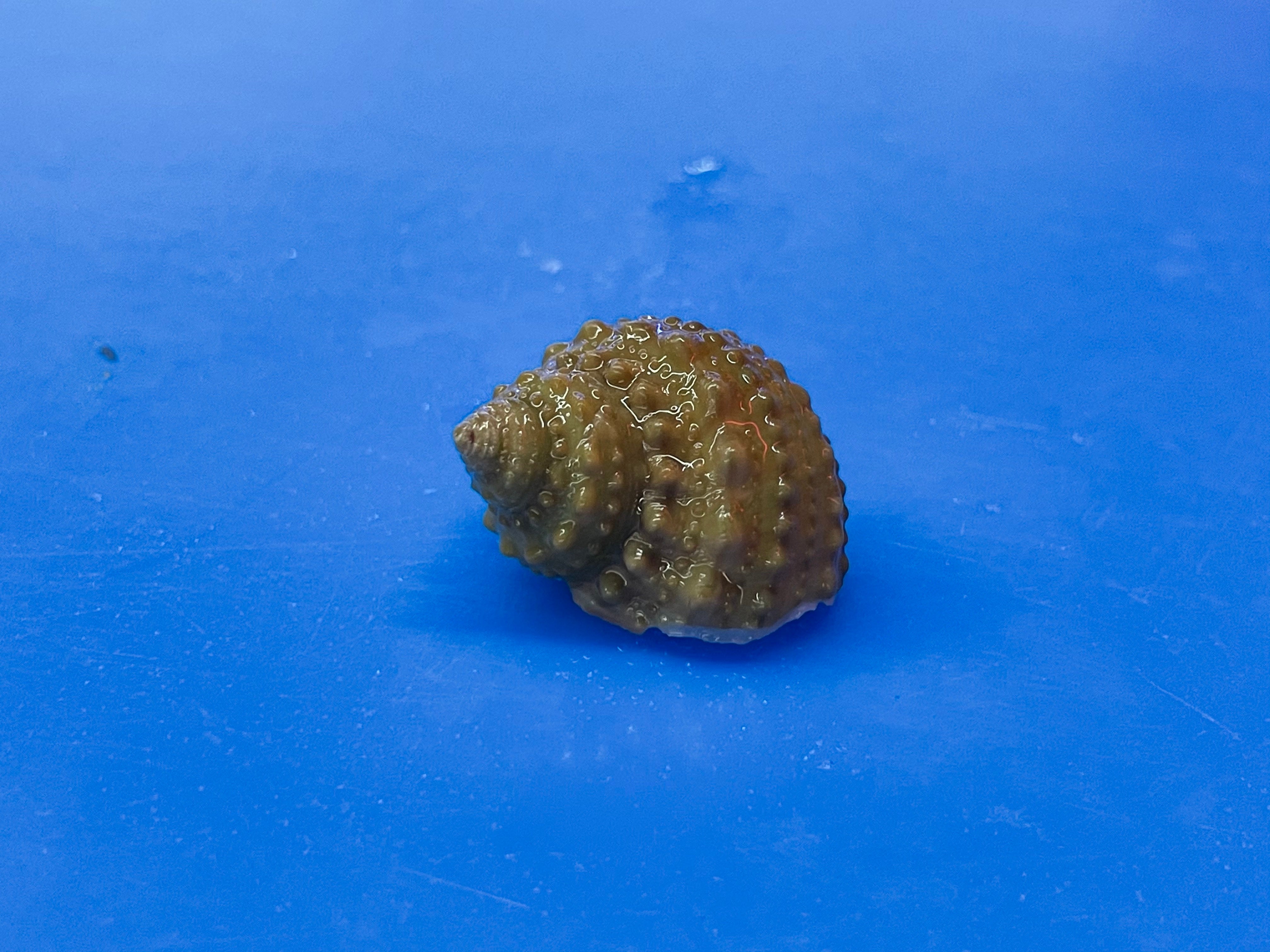 Chestnut Snail (Neobernaya Spadicea)