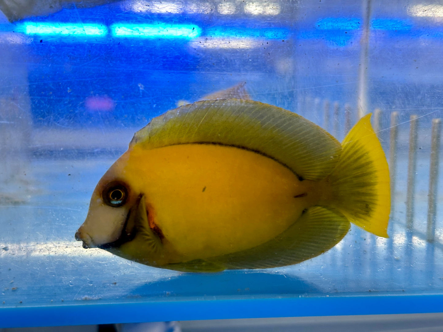 Chocolate Tang (Acanthurus Pyroferus)