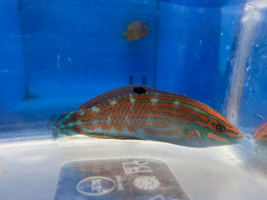 Reef Beauties: Saltwater Fish and Inverts Online