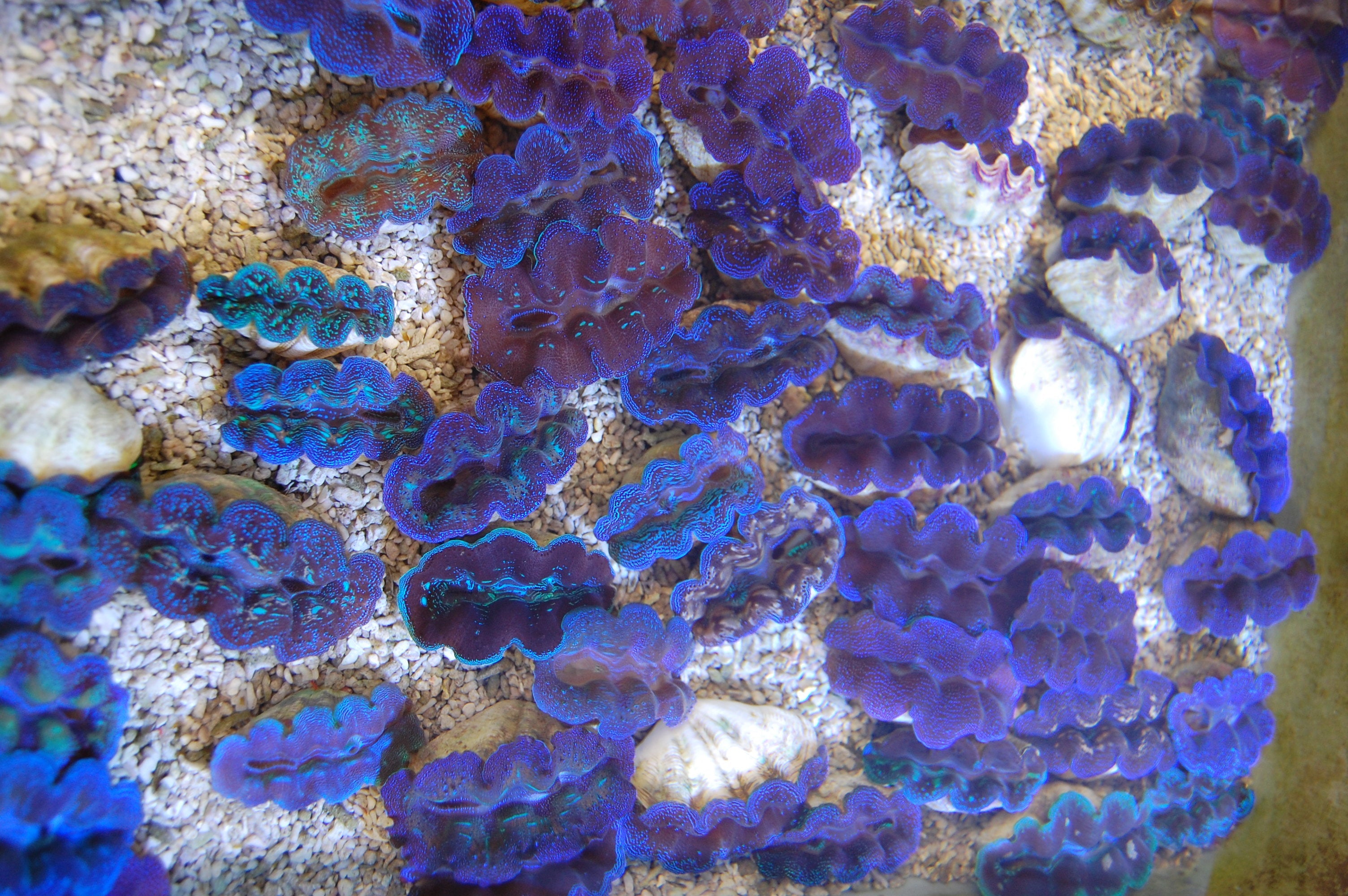 Maxima Blue (Tridacna Maxima)
