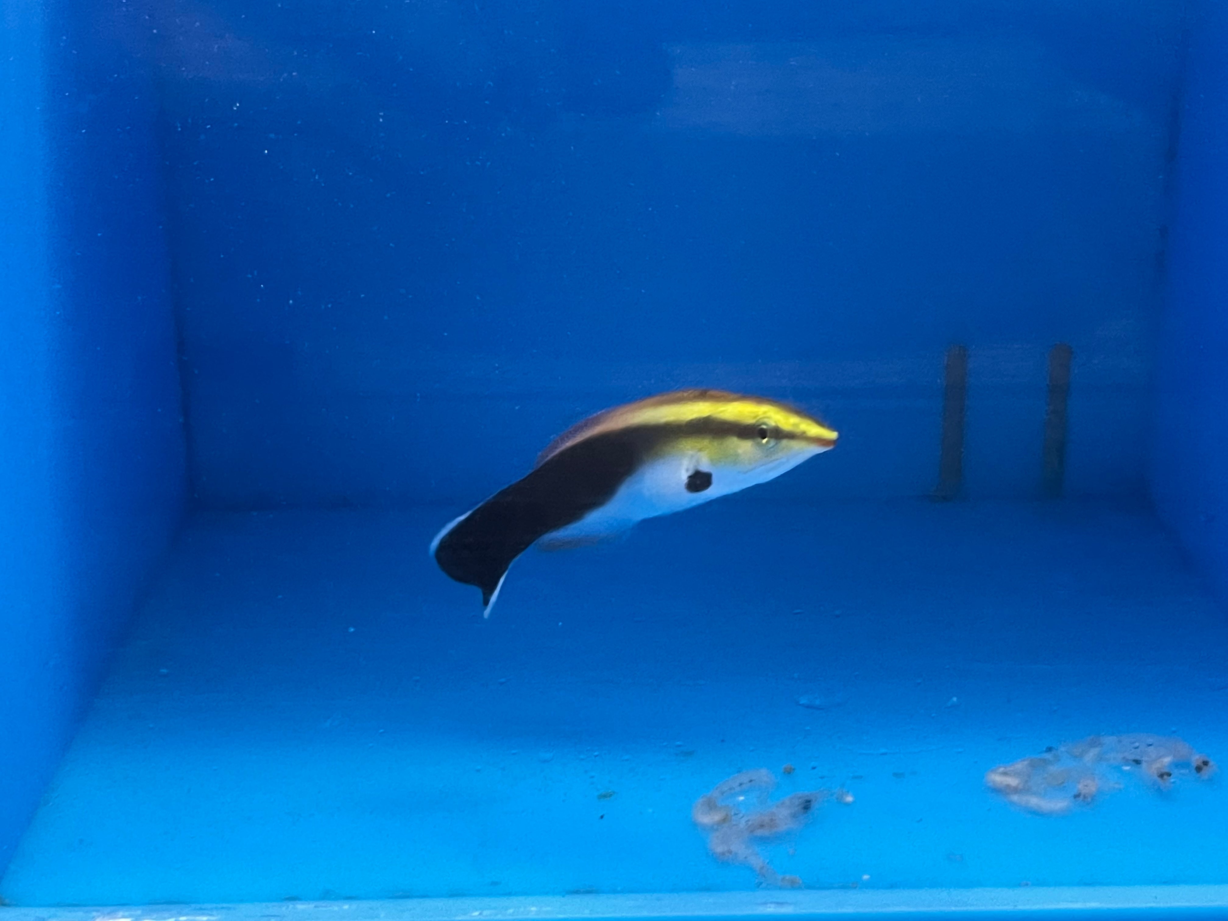 alt="gold cleaner wrasse"