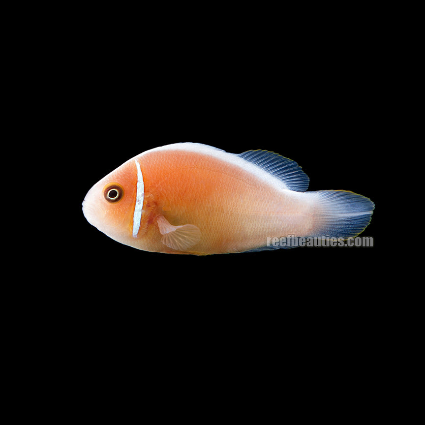 alt="Orange Skunk Clownfish"