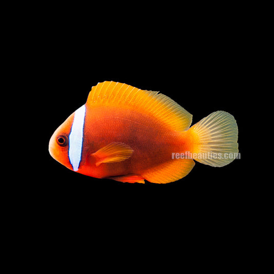 alt="Tomato Clownfish"