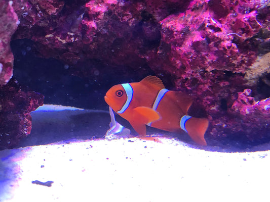 alt="Maroon Clownfish"