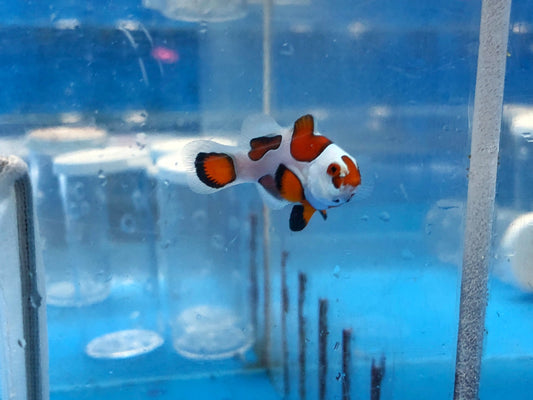 alt="Orange Storm Clownfish"