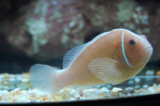 alt="Pink Skunk Clownfish"