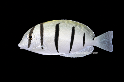 Convict Tang (Acanthurus Triostegus)
