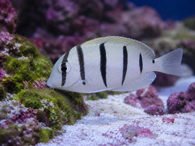 Convict Tang (Acanthurus Triostegus)