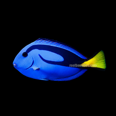 Blue Tang (Paracanthurus Hepatus)