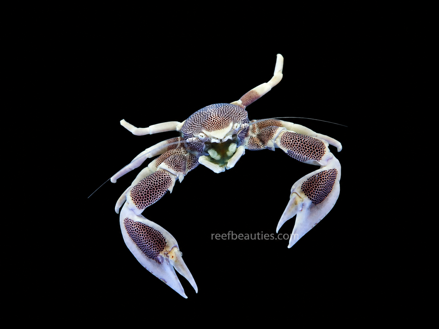 Anemone Crab (Neopetrolisthes Ohsmimai)