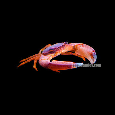 Blue Acropora Crab (Trapezia Cymodoce)