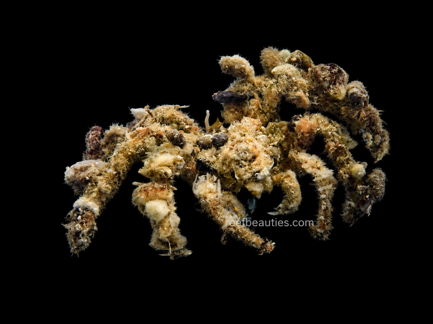Decorator Crab (Camposcia Retusa)