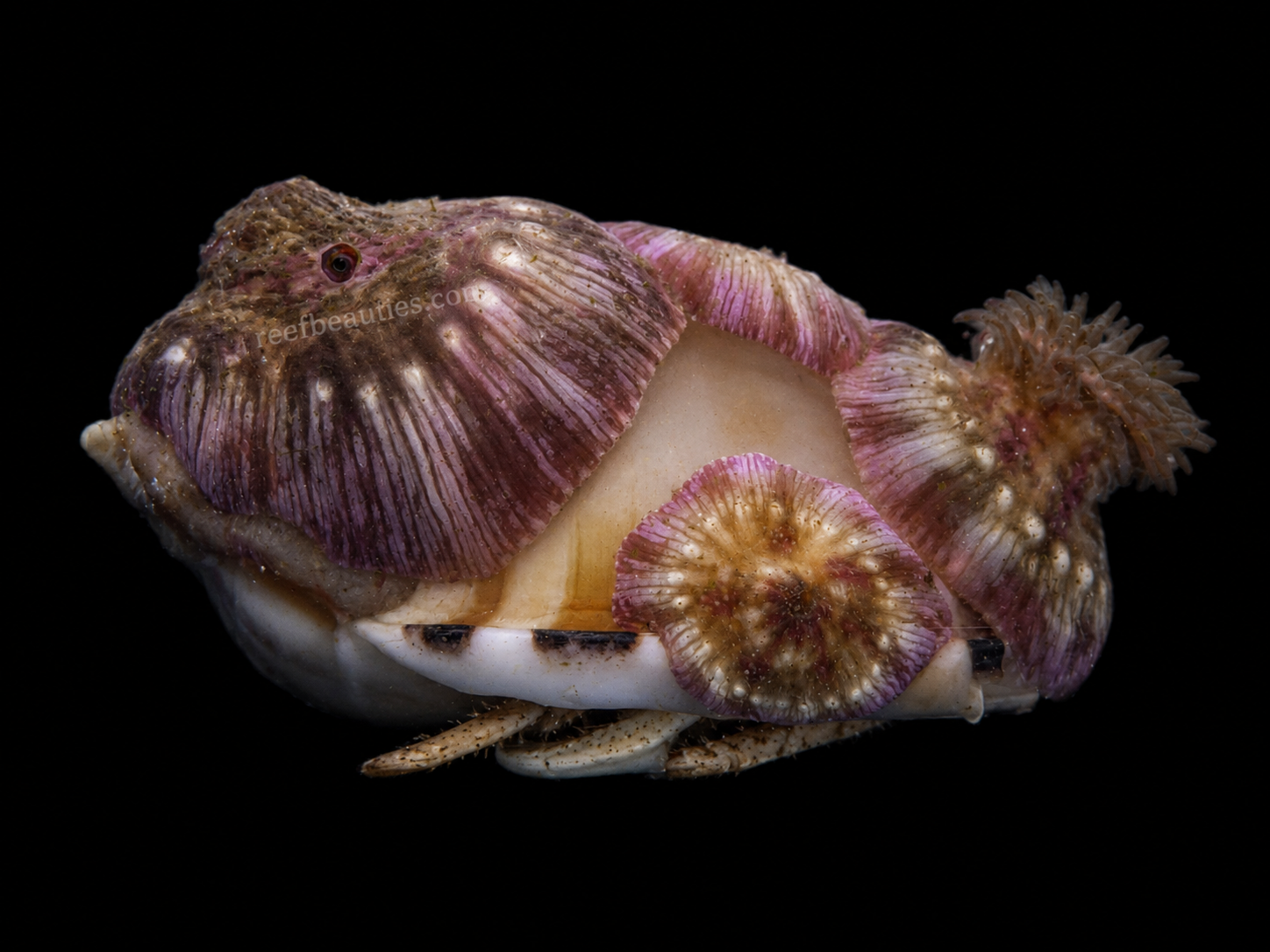 Hermit Crab with Anemone (Pagurus Sp)