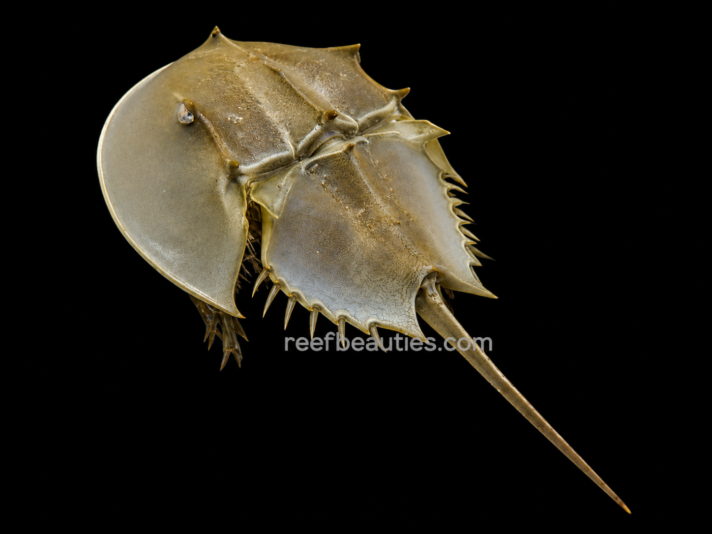 Horseshoe Crab (Limulus Polyphemus)