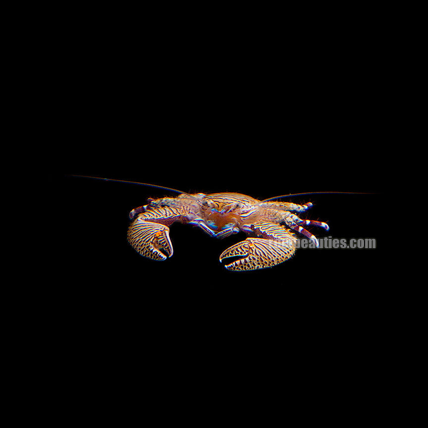 Porcelain Crab (Petrolisthes Galathinus)